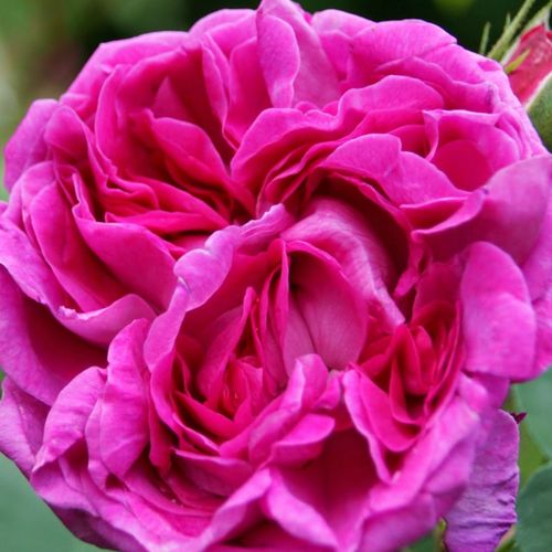 Rozenstruik - Webwinkel - historische roos - rood - Rosa Trompeter von Säckingen - zacht geurende roos - Rudolf Geschwind - Geurende roos met kruipende groeiwijze en zomerbloei.